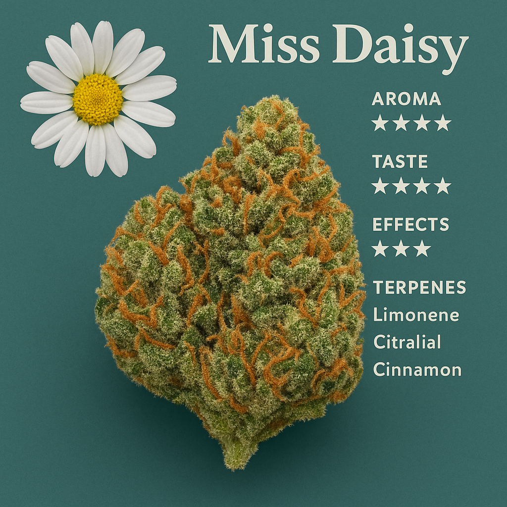 Comprehensive Miss Daisy Strain Review: Effects, Flavor, and Growing Tips