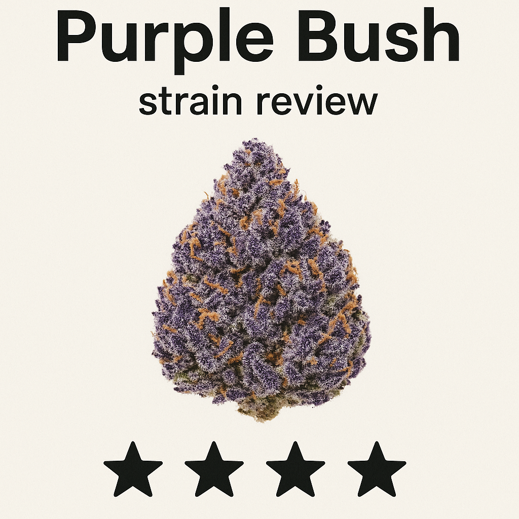 An In-Depth Purple Bush Strain Review: Flavor, Effects, and More
