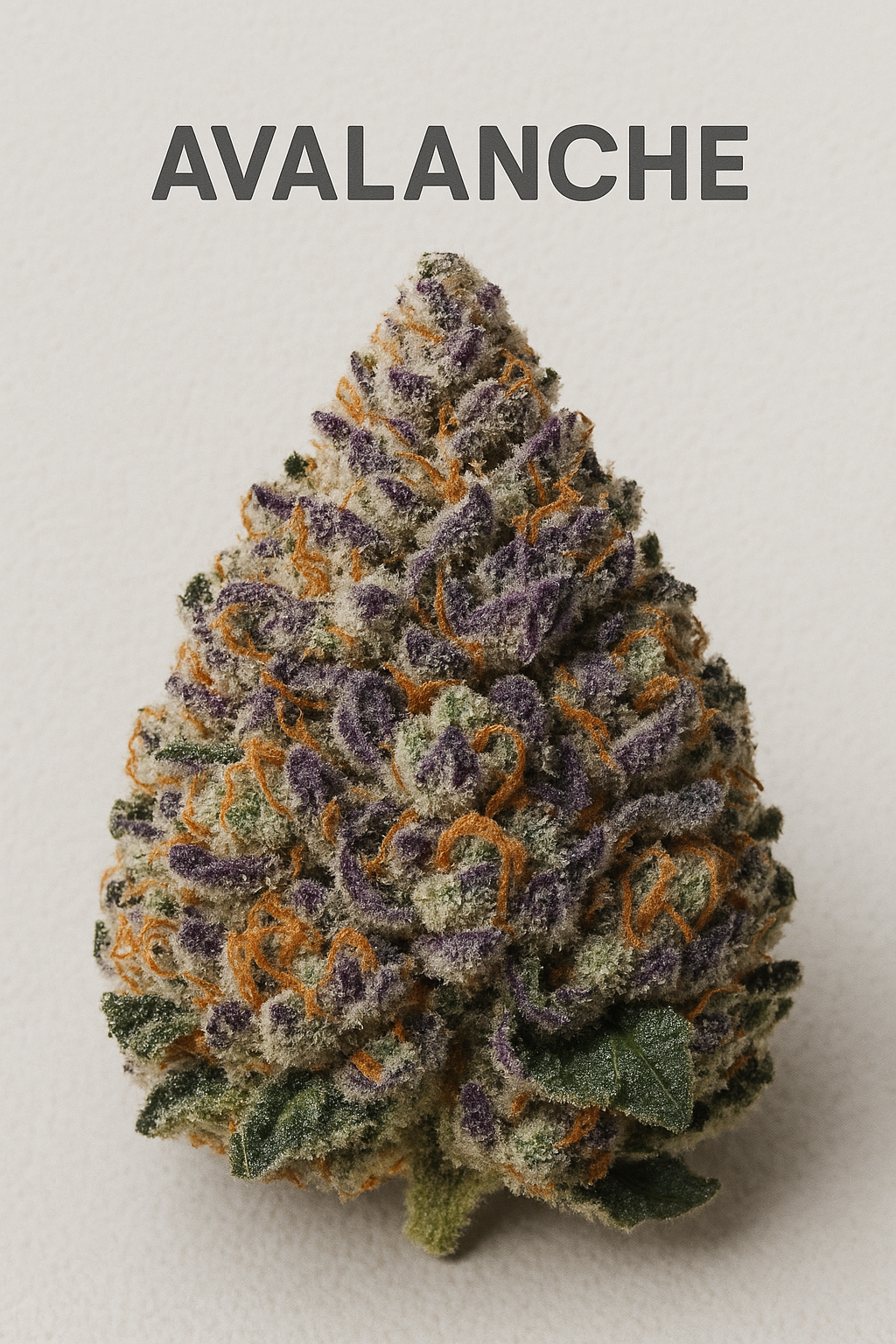 Avalanche Strain Review: Uncovering the Potent Effects and Benefits